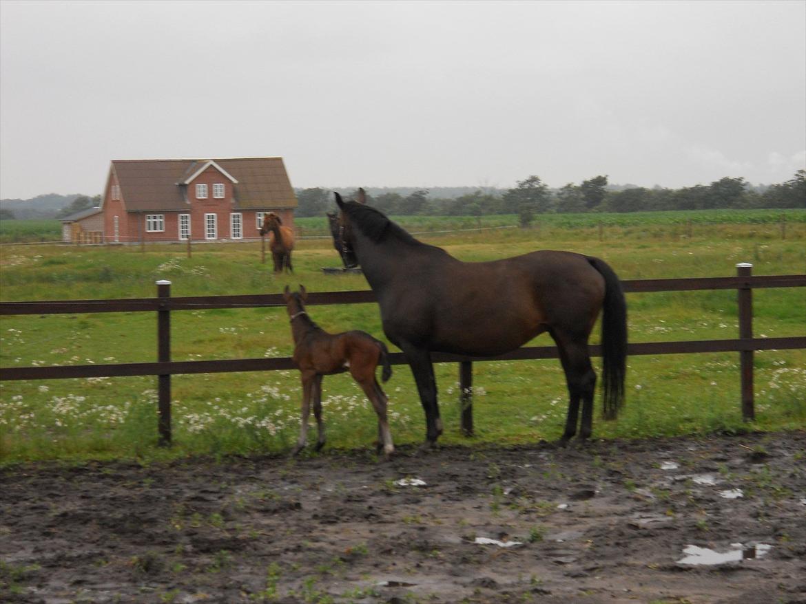 Dansk Varmblod Romance billede 16