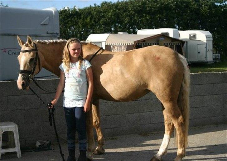 Palomino Nala  billede 1