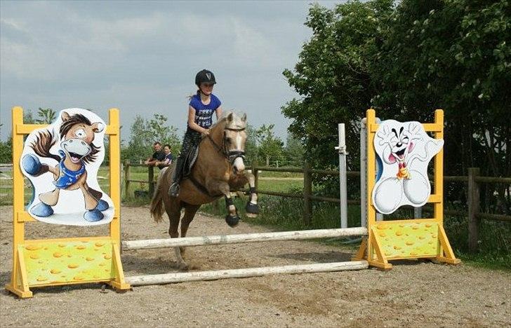 Palomino Nala  billede 3