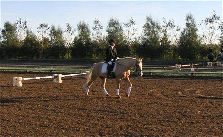 Palomino Nala  billede 4