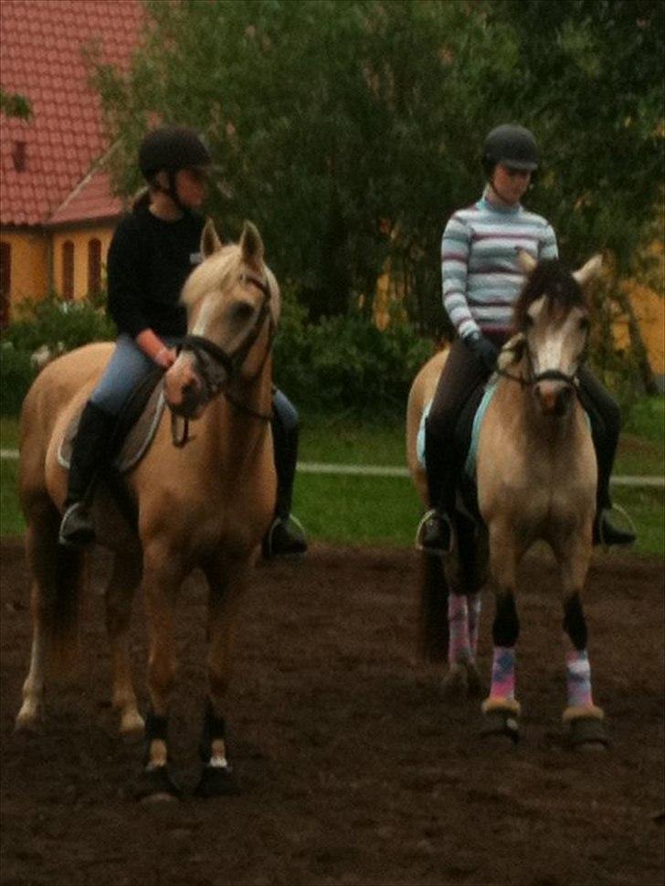 Palomino Nala  billede 5