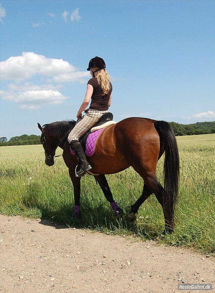 Dansk Varmblod Maxime  - På tur. Det elsker vi :-))) - Juli 2011 billede 5