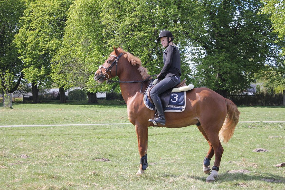 Anden særlig race Firebird - Dyrehaven skovtur ;) Maj 2011 billede 19