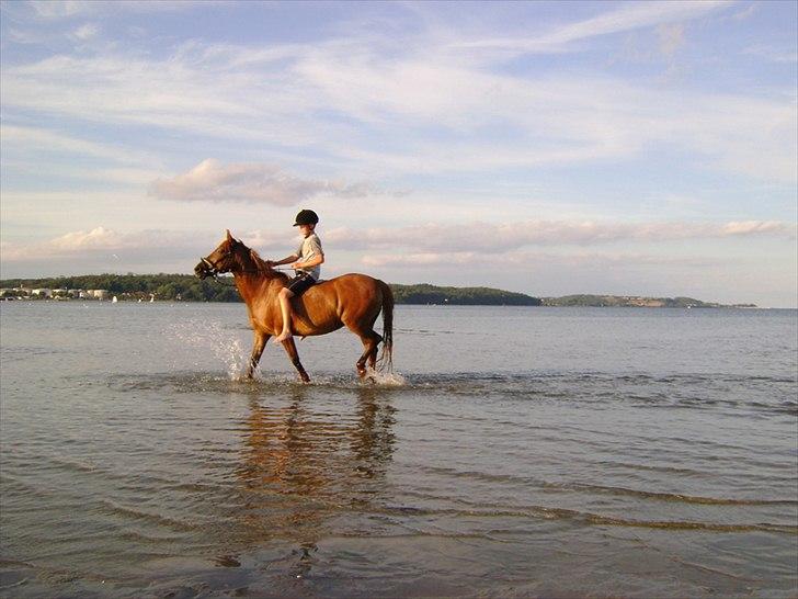 Anden særlig race Musse billede 1