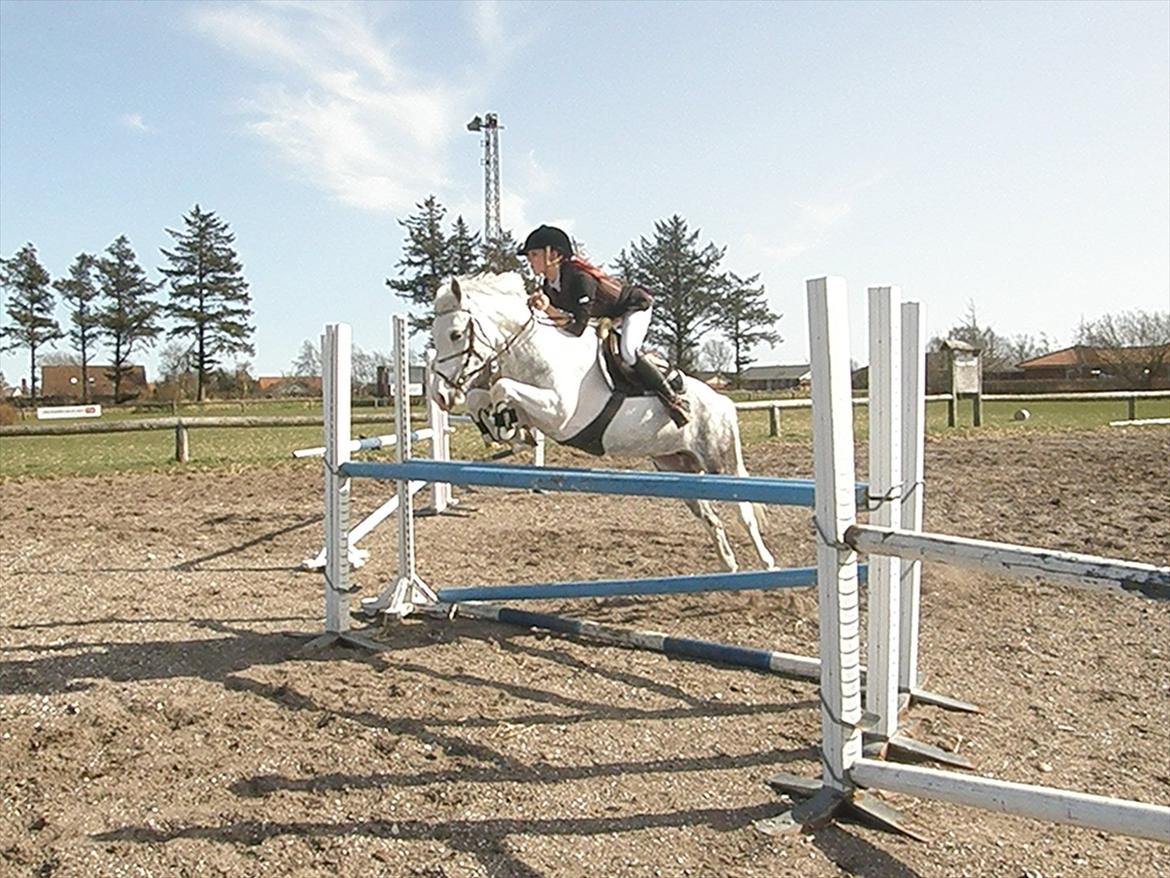 Anden særlig race Faithful´s Jamaica B-pony - Jamaica -Træning Nordthy. billede 13