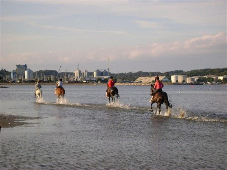 Anden særlig race Musse billede 3