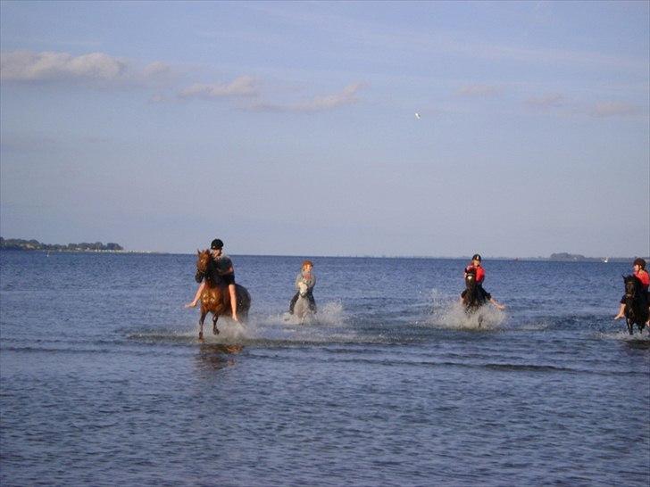Anden særlig race Musse billede 4