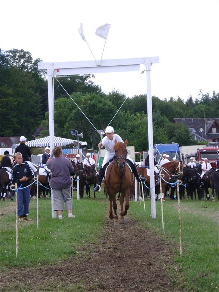 Anden særlig race Musse billede 5