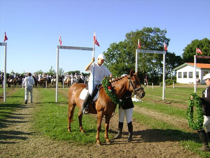 Anden særlig race Musse billede 6