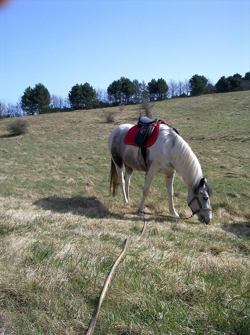Anden særlig race Venja - Skovtur i det tidlige forår 2011 :)
Foto: Mig billede 11