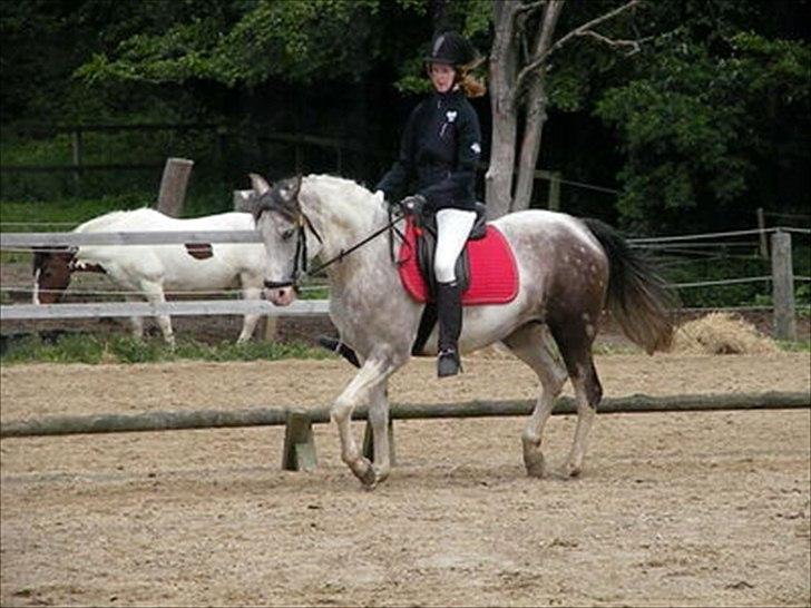 Anden særlig race Venja - Klubstævne i rideklubben, på smukke. - 28. maj 2011.
Foto: Ved jeg ikke... billede 14