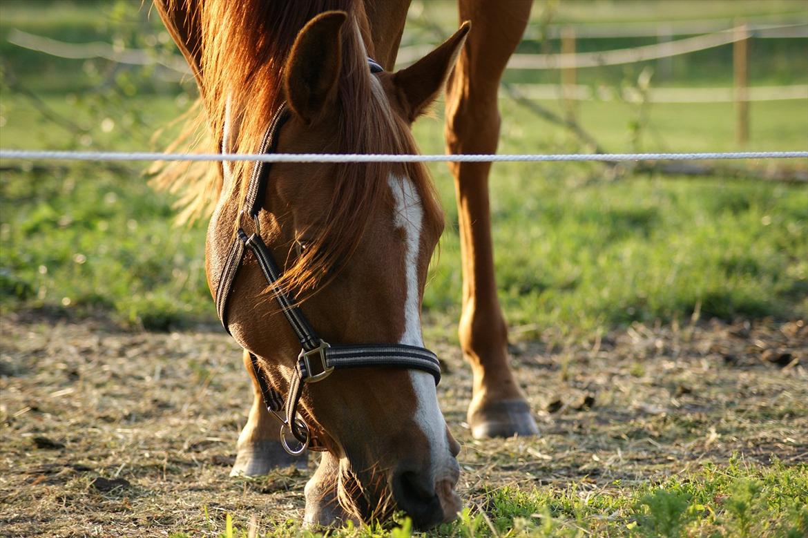 Arabisk fuldblod (OX) Que Vida Koala billede 19