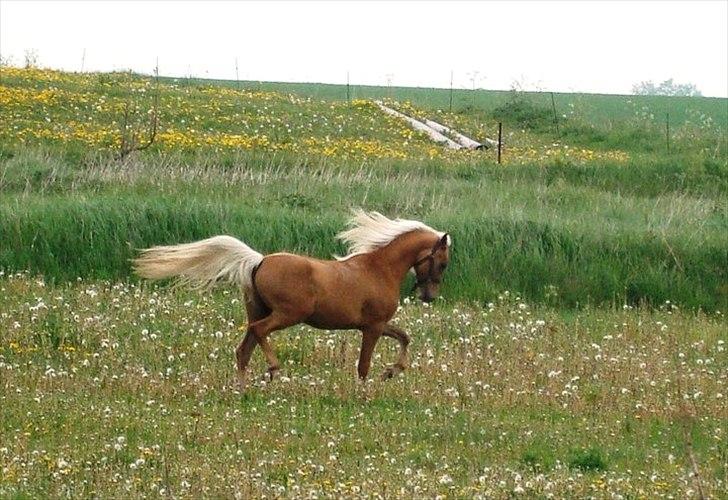 Palomino Rosendahls Golden Mihalie billede 5