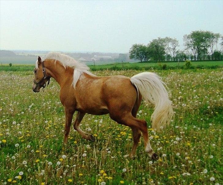 Palomino Rosendahls Golden Mihalie billede 15