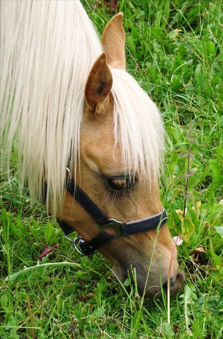 Palomino Rosendahls Golden Mihalie billede 6