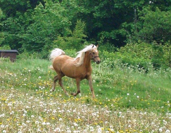Palomino Rosendahls Golden Mihalie - Min smukke dreng billede 4
