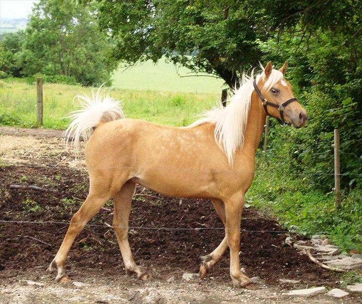 Palomino Rosendahls Golden Mihalie - Skønheden selv billede 2