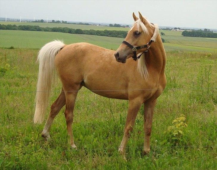 Palomino Rosendahls Golden Mihalie - Velkommen til Mihalie´s profil. Lig gerne en kommentar ;)
 billede 1