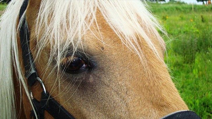 Palomino Rosendahls Golden Mihalie billede 16