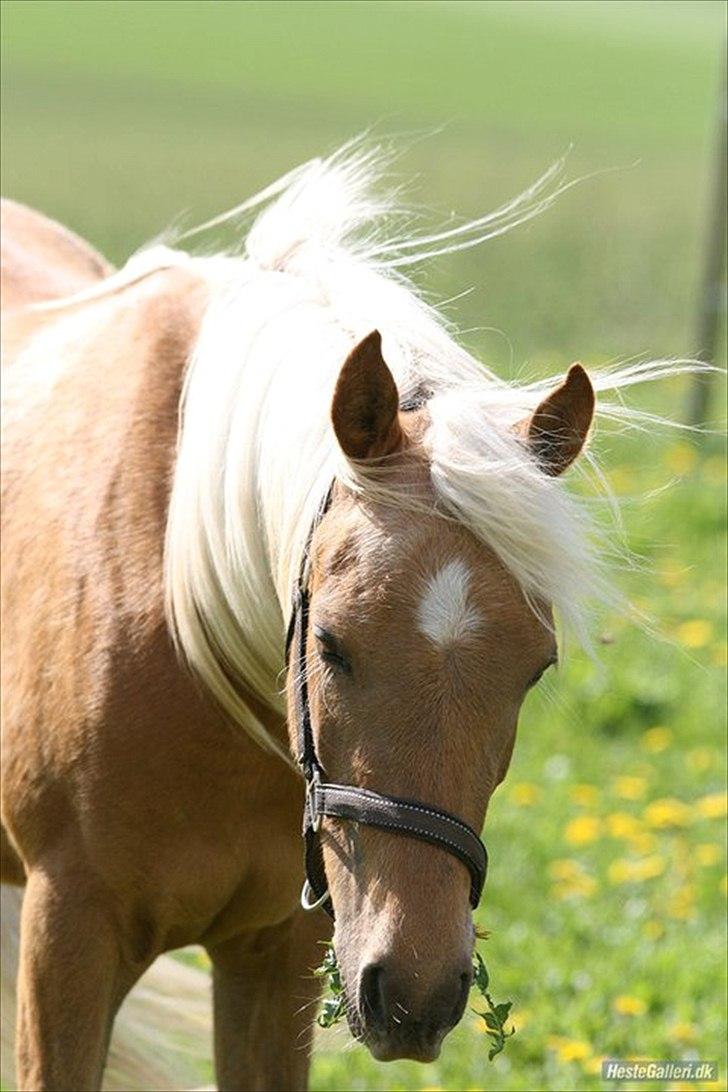 Palomino Rosendahls Golden Mihalie billede 10