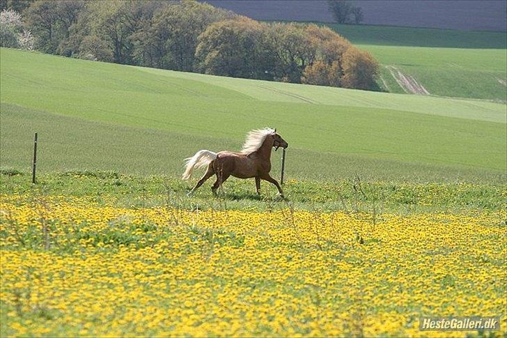Palomino Rosendahls Golden Mihalie billede 17