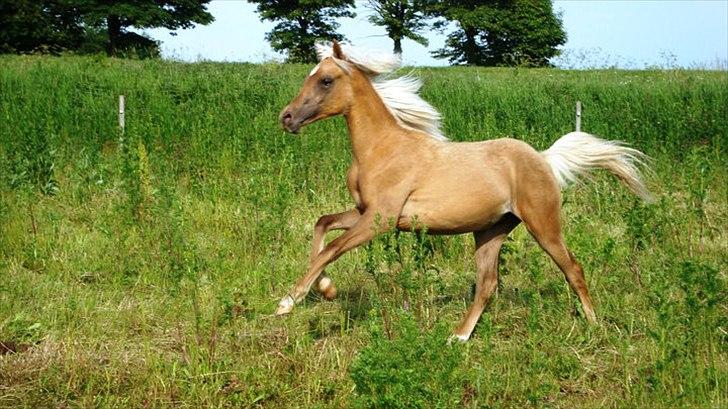 Palomino Rosendahls Golden Mihalie billede 7