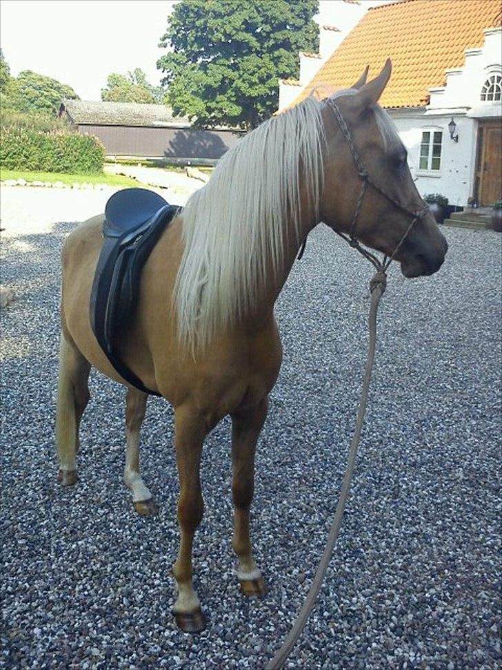 Palomino Rosendahls Golden Mihalie - Sadeltræning billede 8