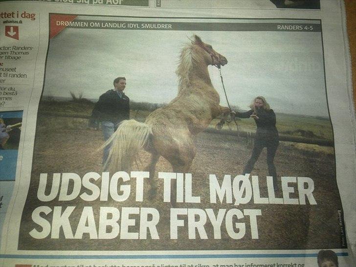 Palomino Rosendahls Golden Mihalie - Vindmølleprotest! Randers amtsavis var ude og interviewe... Mihalie gav sit besyv med!
 billede 18