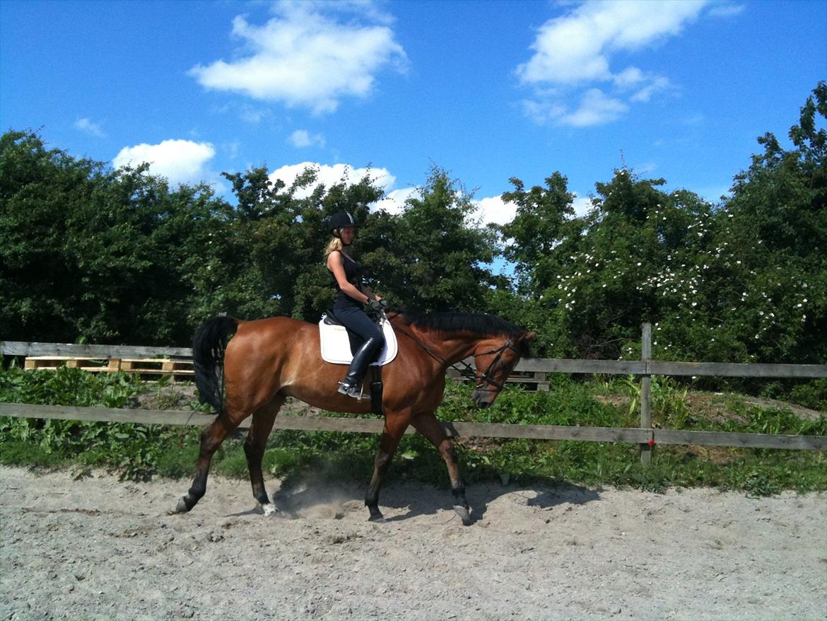 Anden særlig race Bob <3 (R.I.P :'( <3) - Første gang seriøs dressur. :)  billede 2