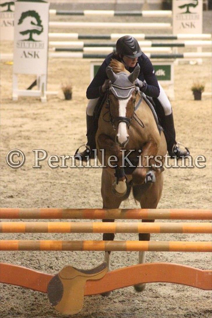 Anden særlig race Glenfoyle - Katja Kavanagh og Glen til Århus mesterskaberne ´11!
Billedet er taget af min sponsor Pernille Kirstine! Jeg må derfor gerne benytte dette billede! billede 7