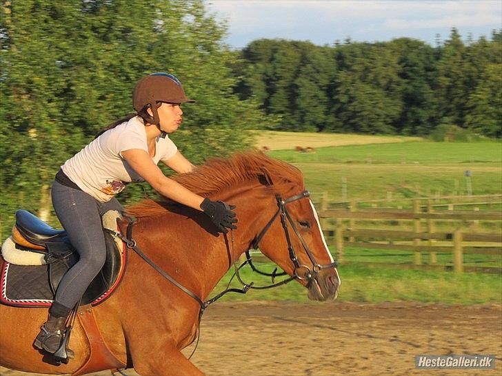 Anden særlig race Miss Mabel I ILU I - Ponygames på min skønne pige (':<3
-Hornstrup ridelejr, sommeren 2011. billede 1