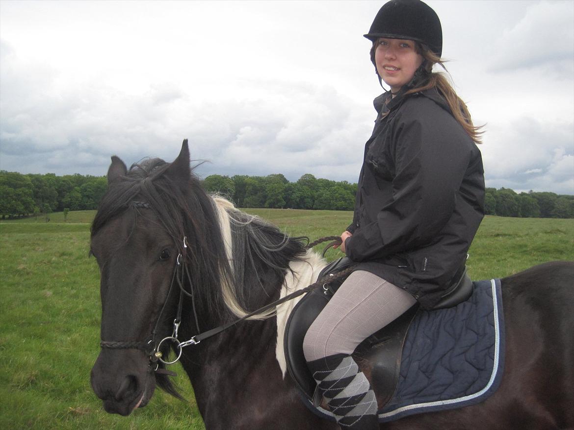 Irish Cob Sir Charles of Ireland billede 6