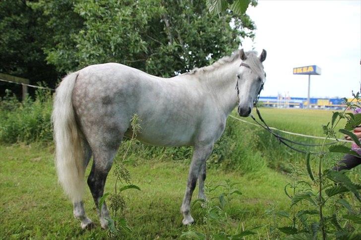 Welsh Pony (sec B) Korreborgs Ultimo (Min bedste ven) (SOLGT OG SAVNE - Model :) billede 19