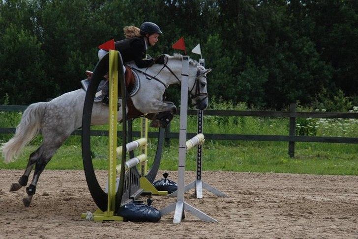 Welsh Pony (sec B) Korreborgs Ultimo (Min bedste ven) (SOLGT OG SAVNE - Fordi vi kan  :) billede 20