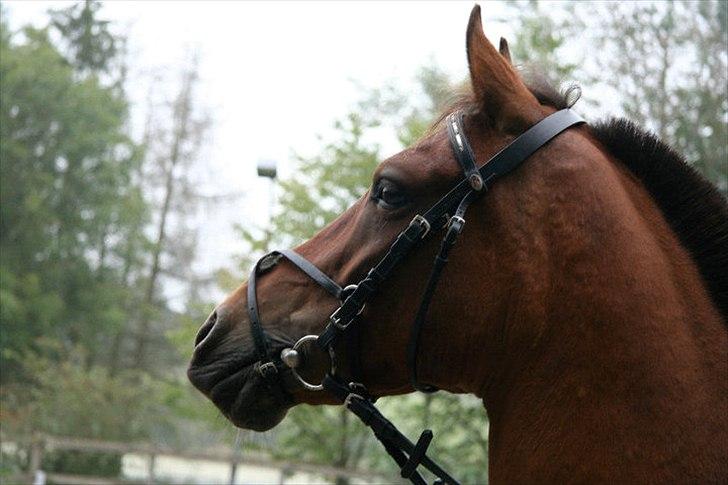 Anden særlig race Kashmir - Velkommen (-: SMUKKE Kashmir i profil<3 billede 1
