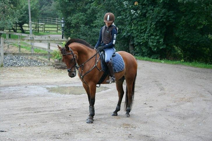 Anden særlig race Kashmir - Venter paa at komme ind, og springe! billede 2