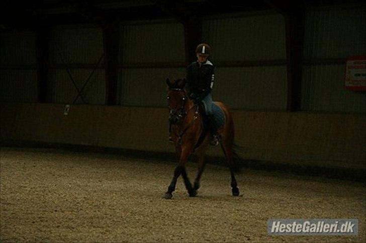 Anden særlig race Kashmir - Varmer op (: billede 5