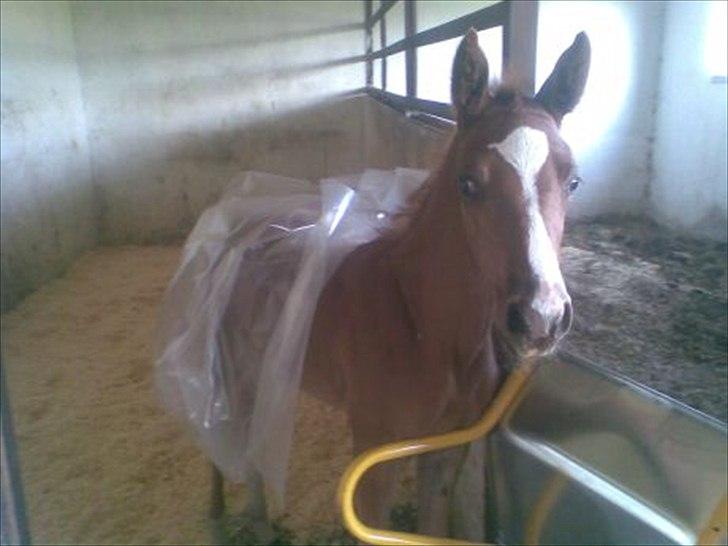 Anden særlig race Østerhedens La Luna Rossa billede 20