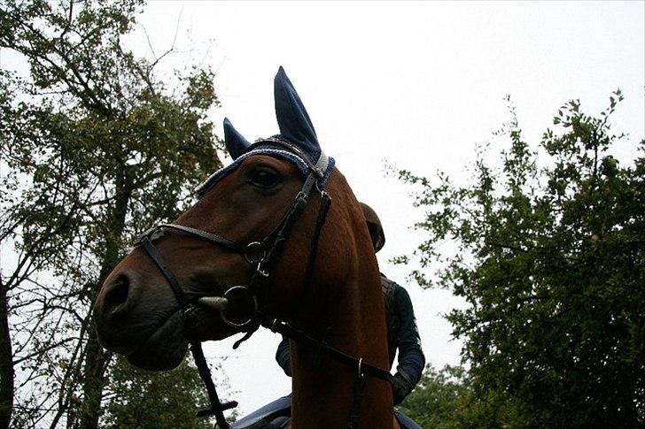 Anden særlig race Kashmir - Tak for kigget<3 billede 6