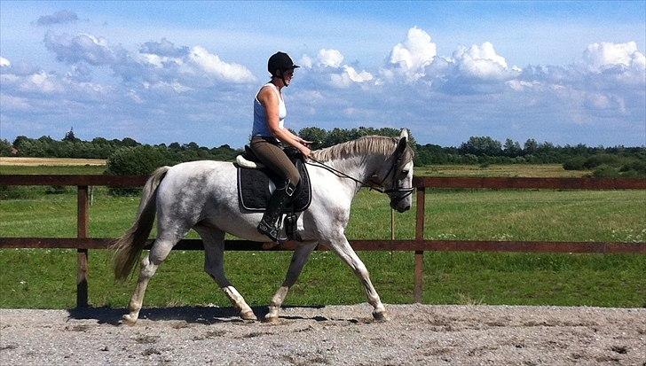 Anden særlig race Tequila himmelhest (L) - Gitte rider tequila billede 4