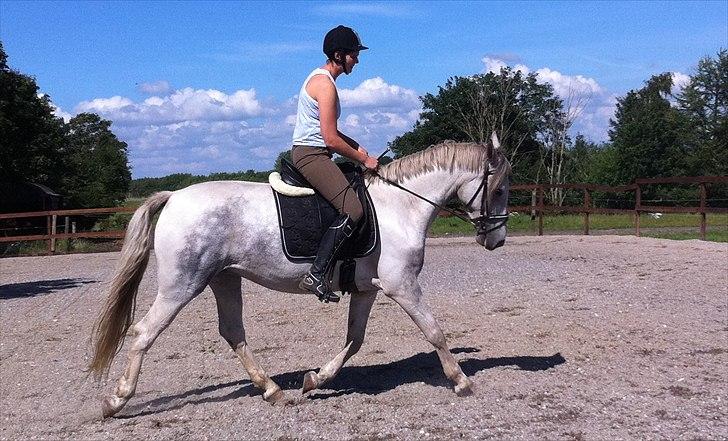 Anden særlig race Tequila himmelhest (L) - Gitte rider tequila billede 15