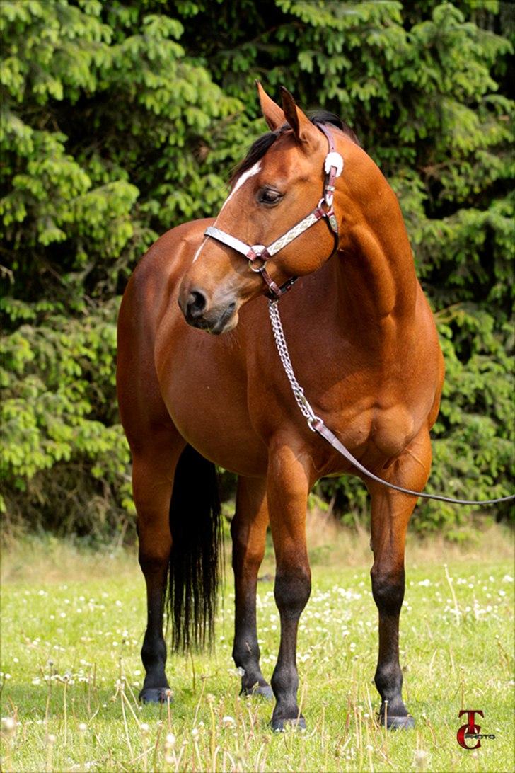 Quarter Super Smooth Beauty - maj 2011
Photo by TC Photo billede 6