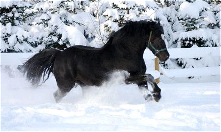 Welsh Cob (sec D) Ringside Thomas- Avl billede 21