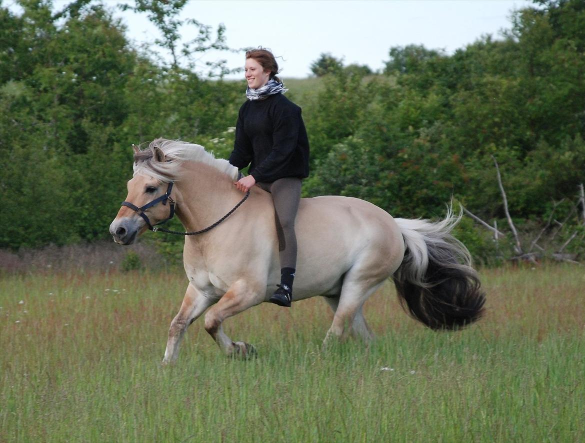 Fjordhest Mastrup Zolo *Solgt* - Min smukke basse d. 15.06.11 billede 1
