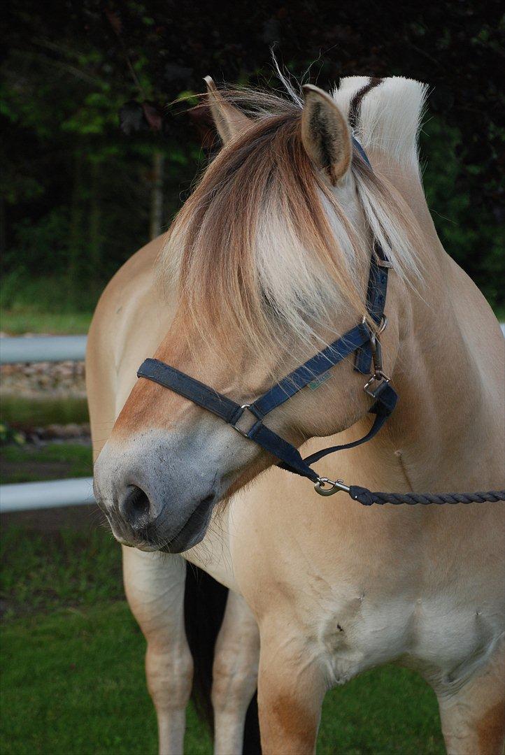 Fjordhest Mastrup Zolo *Solgt* - Smukke  Zolo d. 15.06.11 billede 8