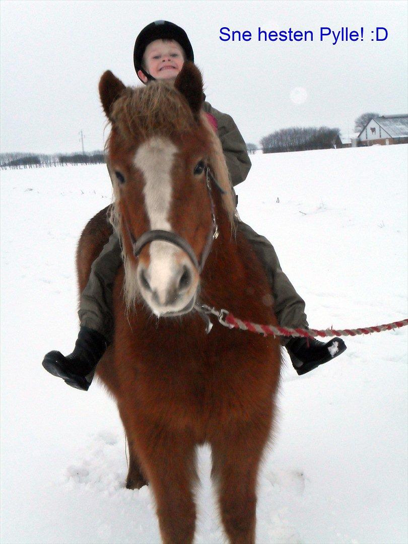 Islænder Pyrla frá Eyjólfsstödum - Sne hesten pylle! :D
Med lillebror på ryggen :)

(Vinter 2010) billede 4
