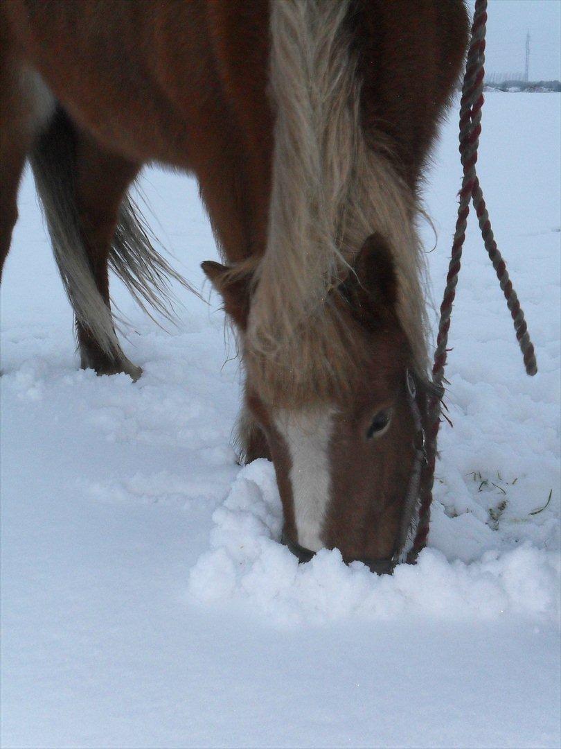 Islænder Pyrla frá Eyjólfsstödum - (Vinter 2010) billede 5