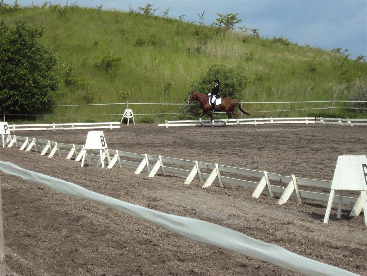 Frederiksborg Lasse Lykkebo :) ~ † R.I.P. † billede 9