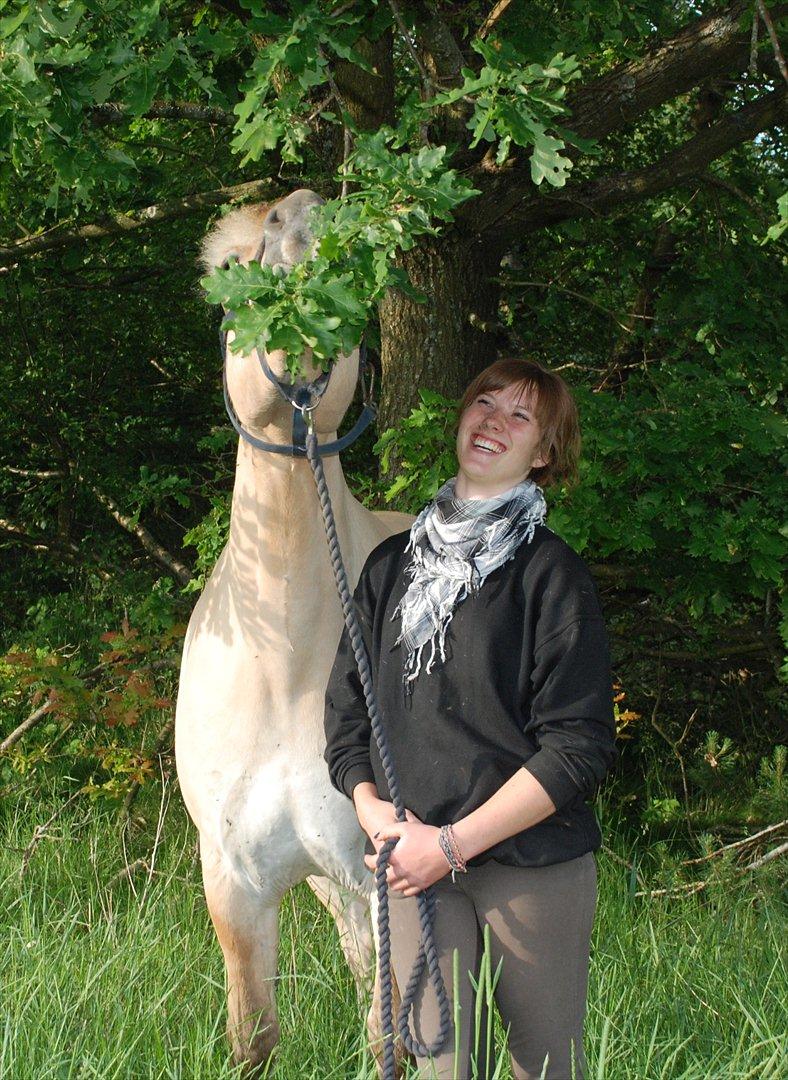 Fjordhest Mastrup Zolo *Solgt* - Dejlige øjeblikke d. 15.06.11 billede 17