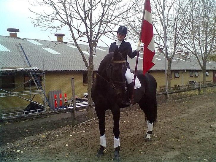 Dansk Varmblod Fermat Elton <3 - Flag hest til præmie overrakelse til mesterskaberne i dressur 2011, afholdt på Fyens Rideklub. :-D  billede 2